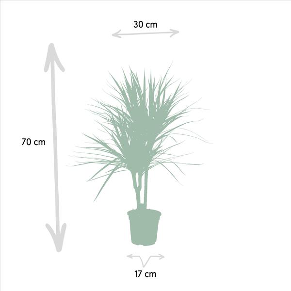 Dracaena Marginata - ↕90cm - Ø17cm