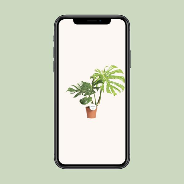 Monstera Thai Constellation - ↕40-50cm - Ø15cm