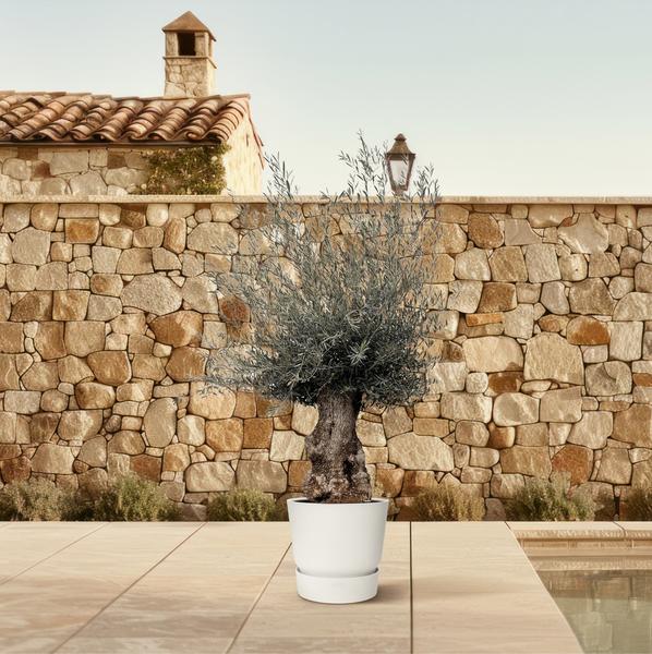 Olijfboom / Olea Europaea Bonsai - ↕225cm- Ø80cm