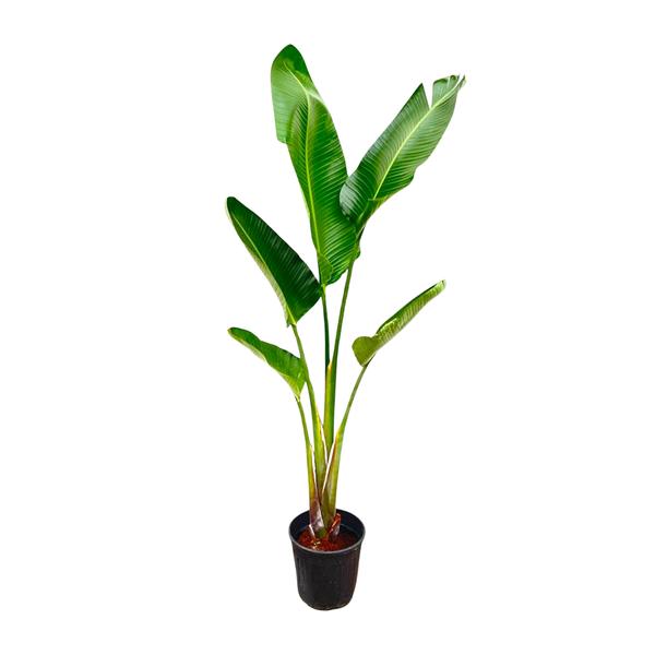 Strelitzia Augusta XXL - ↕210cm - Ø30cm