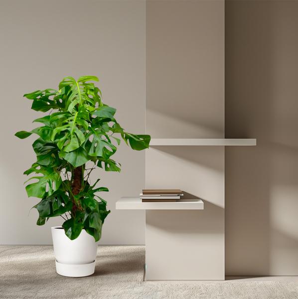 Monstera Deliciosa - ↕150cm - ⌀27