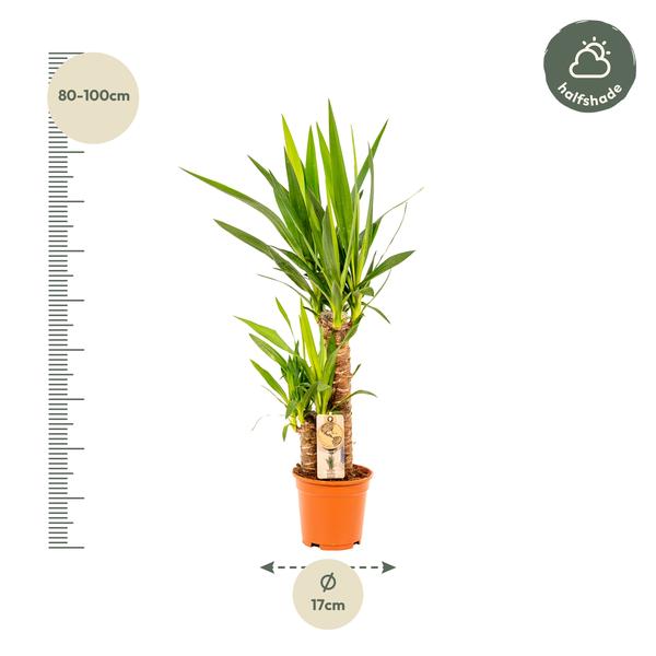 Yucca - ↕90cm - Ø17cm