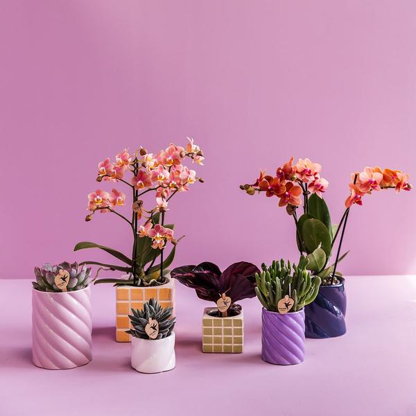 Candy sierpot - Wit - Ø6cm