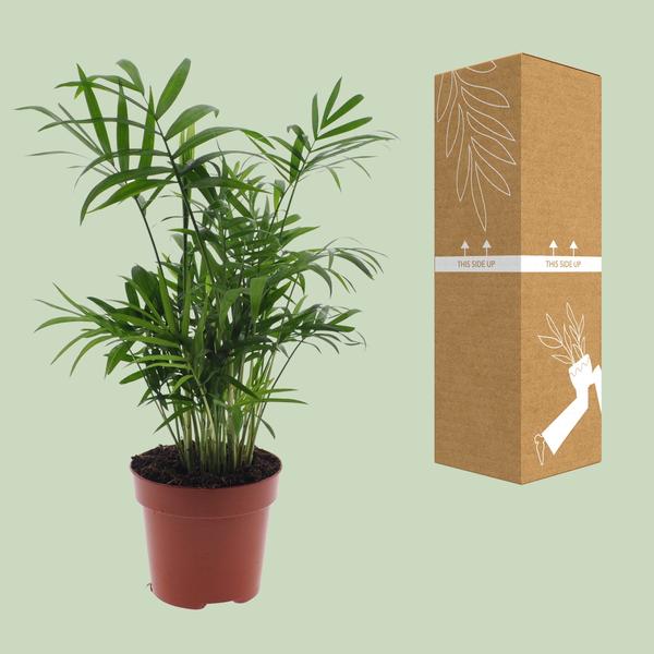 Chamaedorea Elegans - Mexicaanse Bergpalm - ↕40cm - Ø12cm