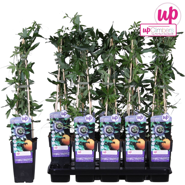 Passiflora bleu caerulea - ↕65cm - Ø15cm