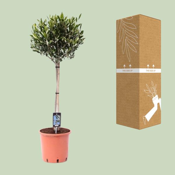 Olijfboom / Olea Europeae - ↕100cm - Ø22cm
