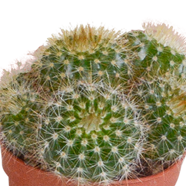Cactus mix - 5 stuks - Ø5.5cm