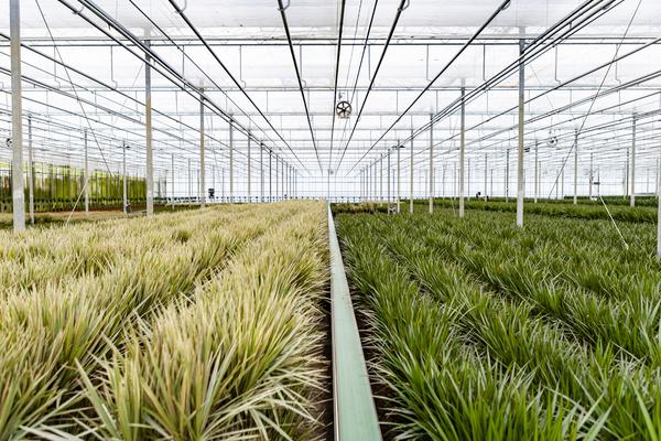 Dracaena Marginata - ↕120cm - Ø21cm