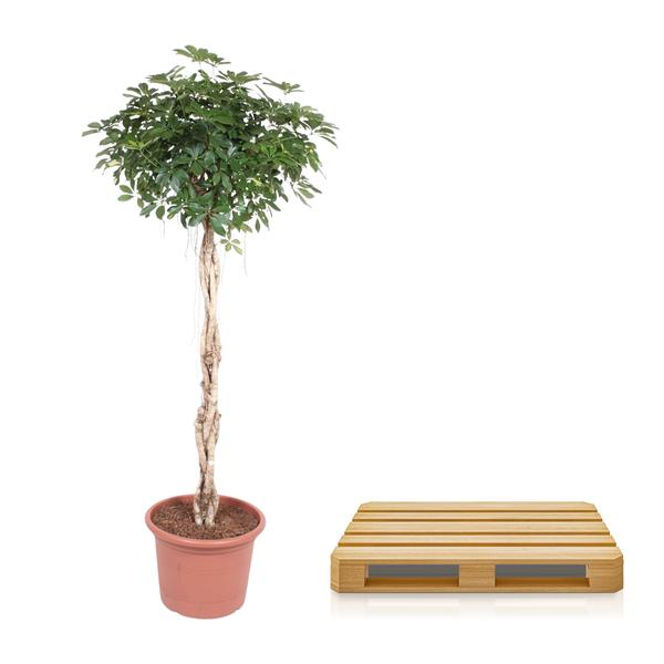 Schefflera Arboricola Compacta gevlochten stam - ↕200cm - Ø50cm