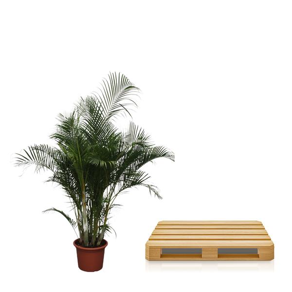 Dypsis Lutescens / Areca Palm - ↕280cm - Ø50cm