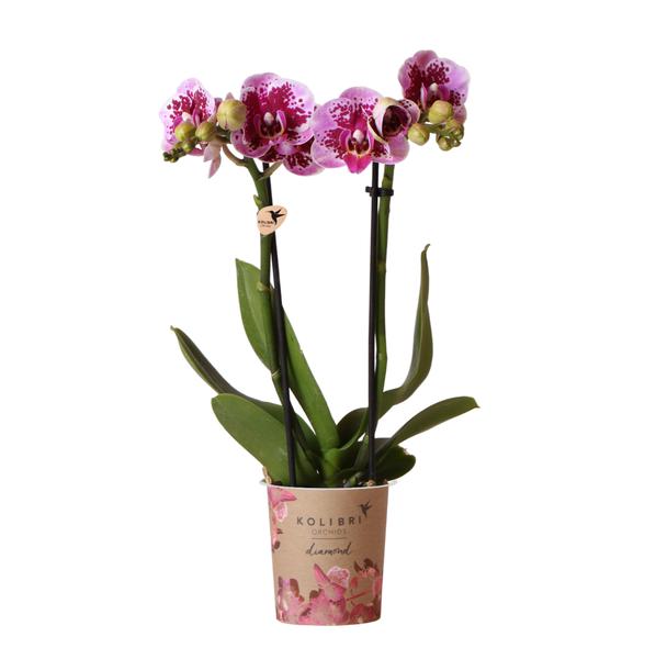 Roze paarse phalaenopsis orchidee - El Salvador - potmaat Ø9cm