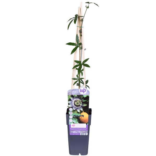 Passiflora Blauw caerulea - ↕65cm - Ø15cm