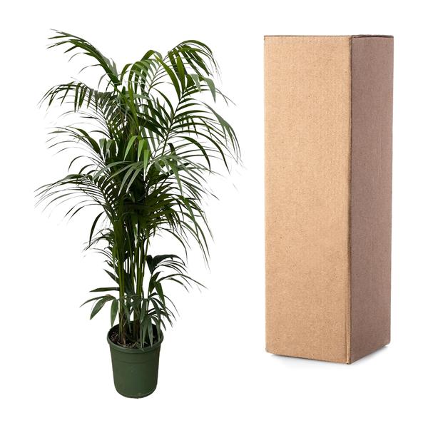 Kentia palm XXL - ↕230cm - Ø38cm