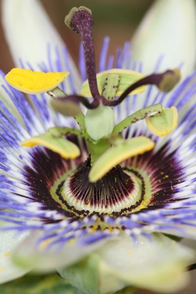 Passiflora Blauw caerulea - ↕65cm - Ø15cm
