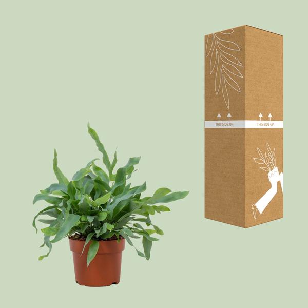 Phlebodium Blue Star - ↕32cm - Ø12cm