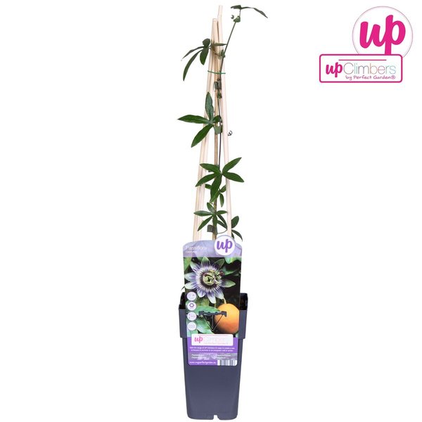 Passiflora Blauw caerulea - ↕65cm - Ø15cm