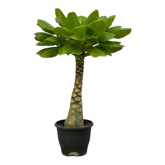 Birghamia Insignis - ↕30cm - Ø12cm
