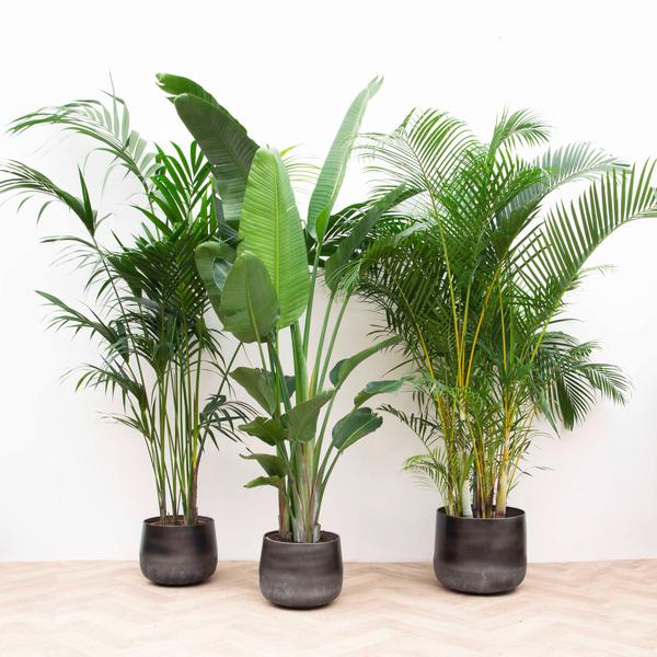 XXL Voordeelpakket - Kentia ↕200cm, Strelitzia Nicolai ↕225cm, Areca ↕200cm