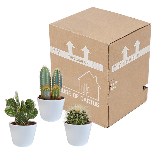 Cactus mix 10.5 cm - 3x - in witte pot