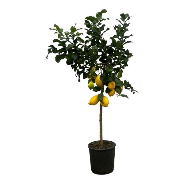 Citroenboom - ↕150cm - Ø24cm