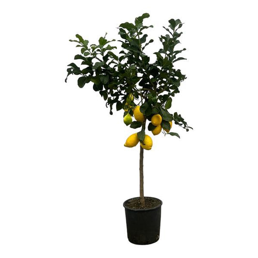 Citroenboom - ↕150cm - Ø24cm