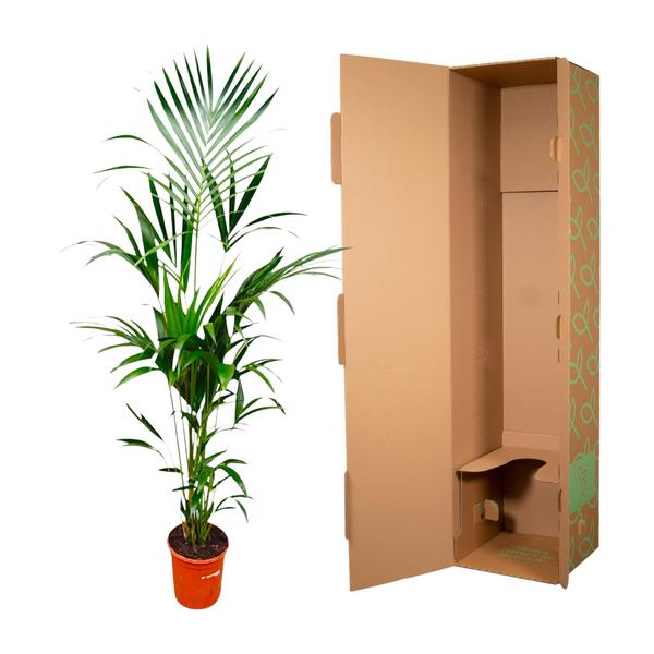 Kentia palm XXL - ↕180cm - Ø24cm