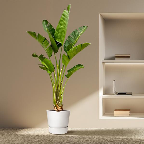 Paradijsvogelplant / Strelitzia Augusta XXL - ↕250cm - Ø45cm