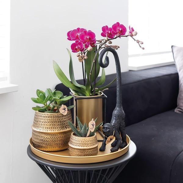 COMBI DEAL 2x paarse phalaenopsis orchideeën - Ø9cm