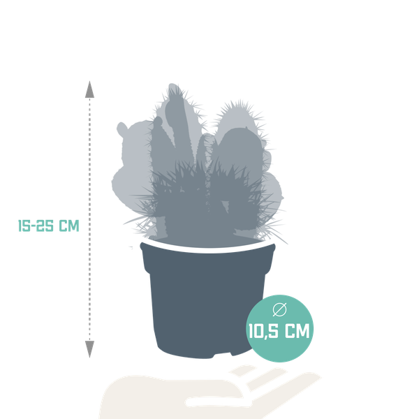 Cactus mix 10.5 cm - 3x - 12cm zonder pot