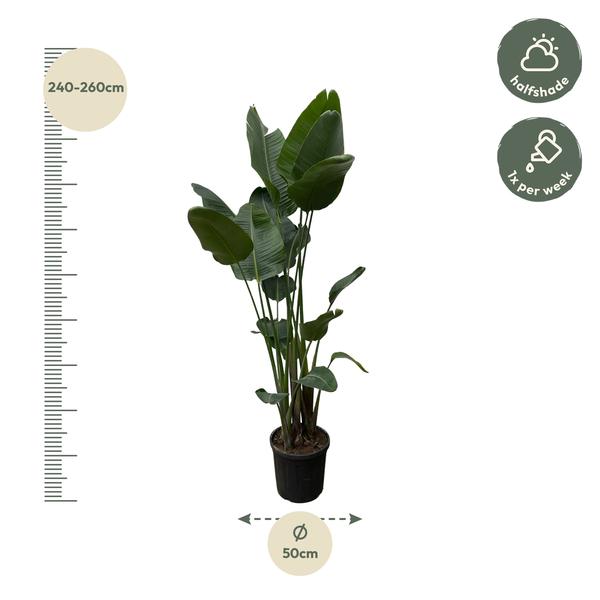 Strelitzia Nicolai XXL - ↕250cm - Ø50cm