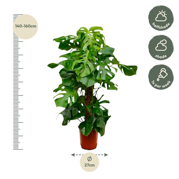 Monstera Deliciosa - ↕150cm - ⌀27