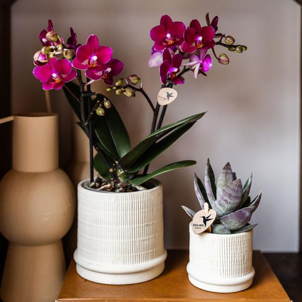 Bali sierpot - Off White - Ø9cm