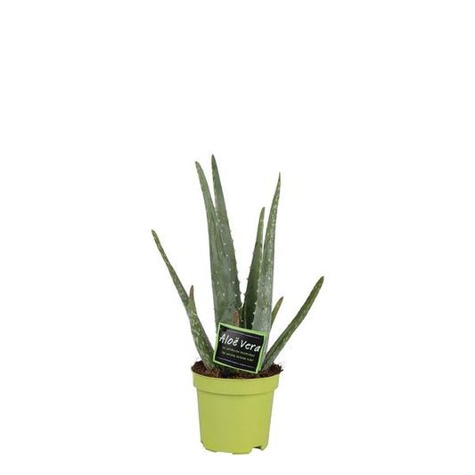 Aloë Vera - ↕35cm - Ø10,5cm