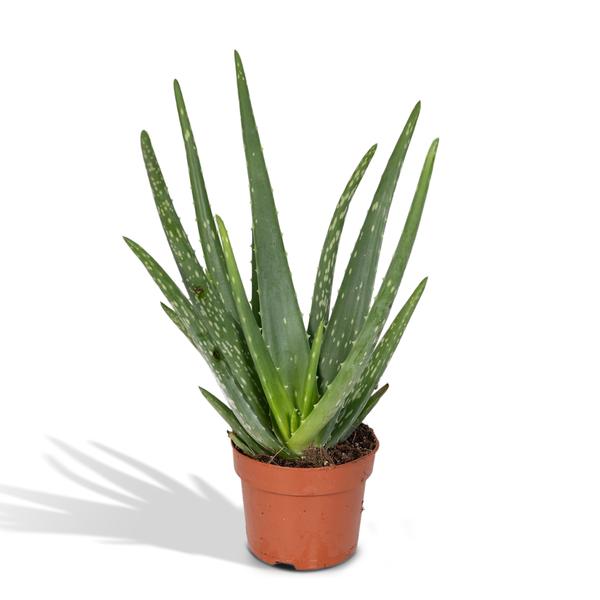 Aloe vera - ↕40cm - Ø12cm