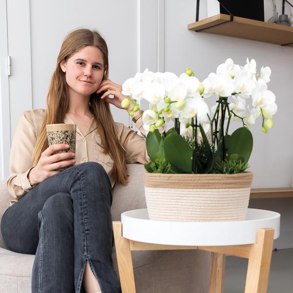 Orchideeënset in Cotton Basket | drie witte orchideeën Ghent 12cm | Mono Bouquet wit incl. waterreservoir.
