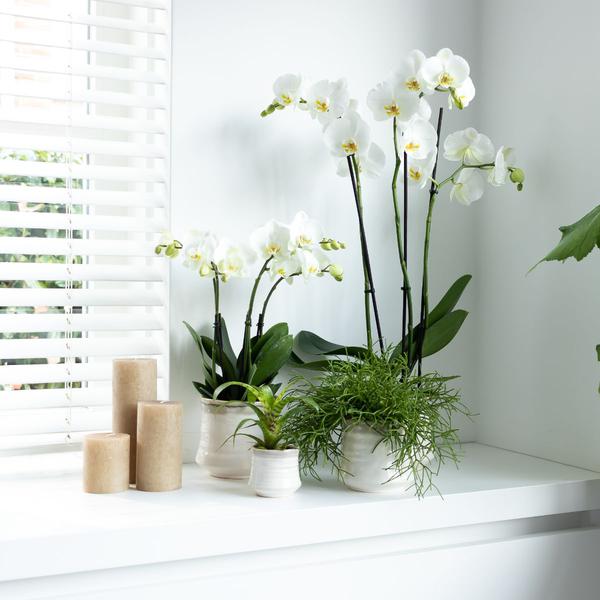 Witte Phalaenopsis orchidee - Jewel Ghent - potmaat Ø12cm