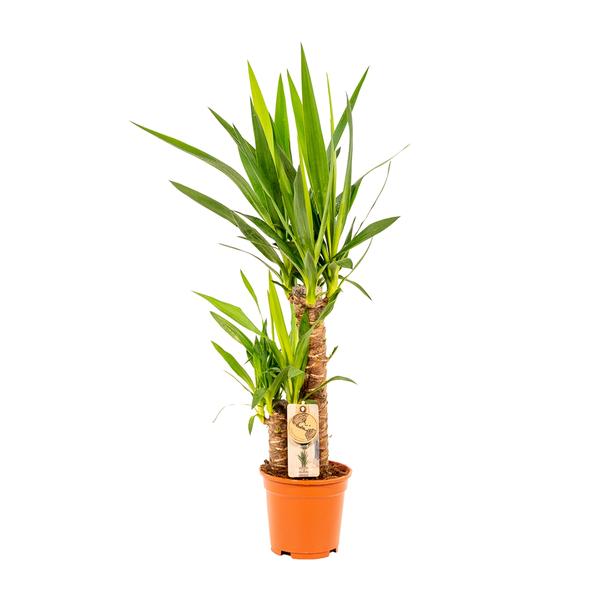 Yucca - ↕90cm - Ø17cm