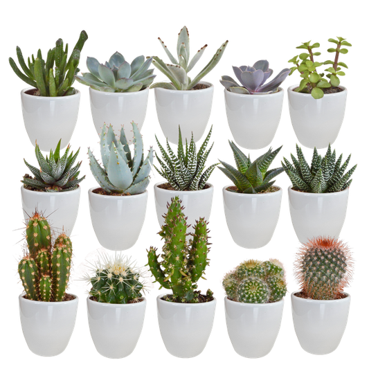 Cactus en vetplanten mix 5.5 cm | 15 stuks - in witte pot