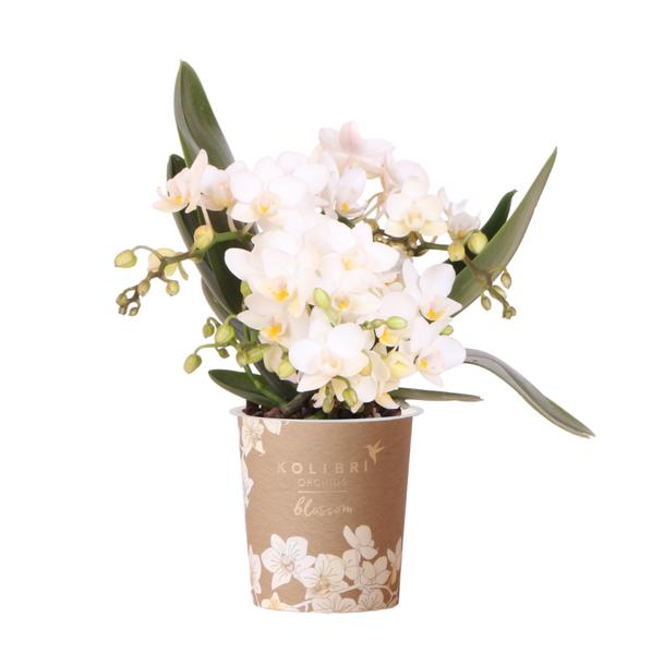 Witte phalaenopsis orchidee - Nazaré - potmaat Ø9cm