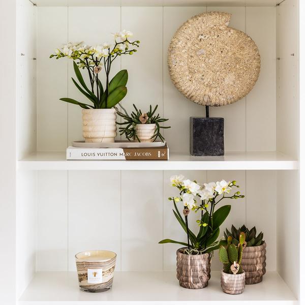 Combi deal - Pots Marble Light