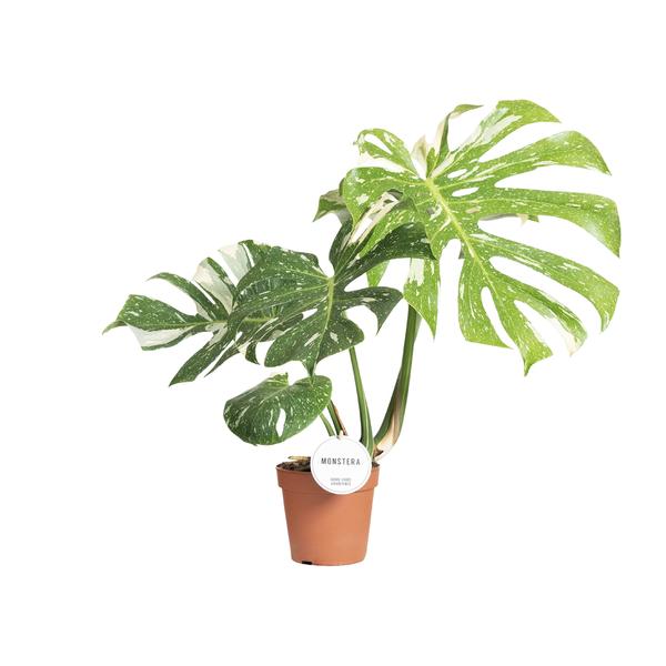 Monstera Thai Constellation - ↕40-50cm - Ø15cm