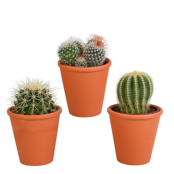 Bolcactus mix 8,5 cm | 3 stuks - in terracotta pot