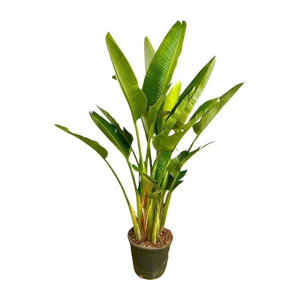 Strelitzia Augusta multi stam XXL - ↕225cm - Ø40cm