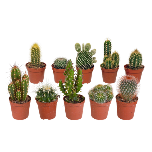 Cactus mix - ↕8-13cm - Ø6cm - 10x