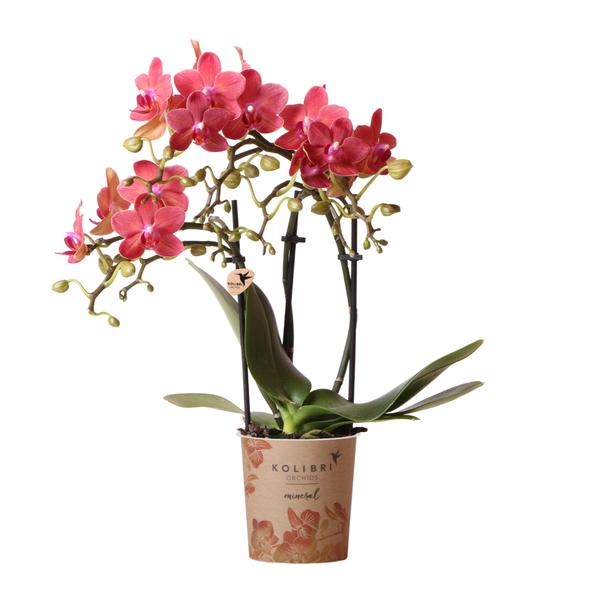 Rode orchidee - Congo - potmaat Ø9cm