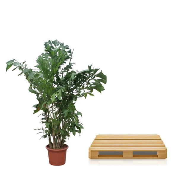Caryota Mitis - ↕220cm - Ø45cm