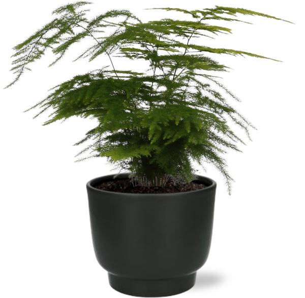 Asparagus Setaceus + zwarte Pot - ↕35cm - Ø12cm