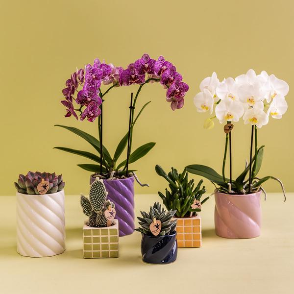 Kolibri Home | Candy Zierpot - Blau - Ø6cm