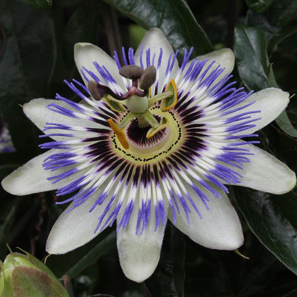 Passiflora bleu caerulea - ↕65cm - Ø15cm