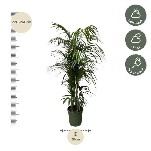 Kentia palm XXL - ↕230cm - Ø38cm